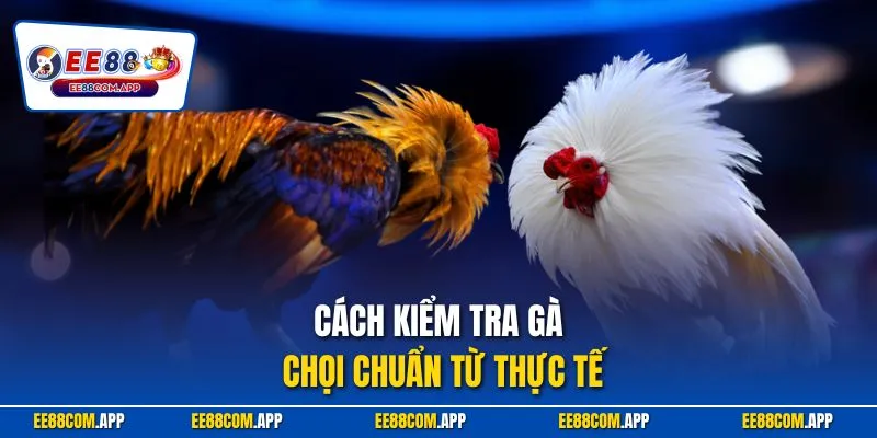 Cách kiểm tra gà chọi chuẩn từ thực tế