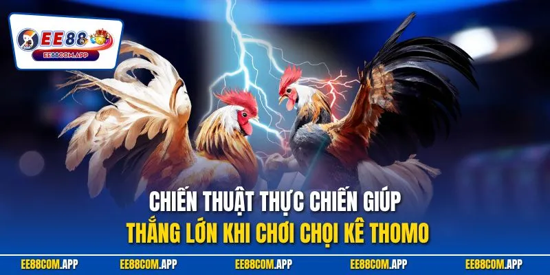 Chiến thuật thực chiến giúp thắng lớn khi chơi chọi kê Thomo