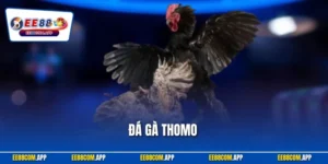 Đá Gà Thomo EE88 | Xem Trực Tiếp – Cược Chuẩn Thắng Lớn