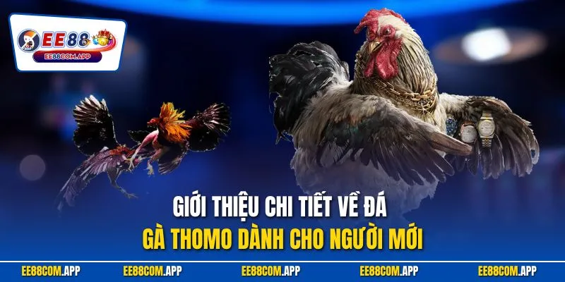Giới thiệu chi tiết về đá gà Thomo dành cho người mới