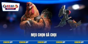 Mẹo Chọn Gà Chọi Hay - Bí Quyết Từ Kê Sư Giúp Chiến Kê Bất Bại