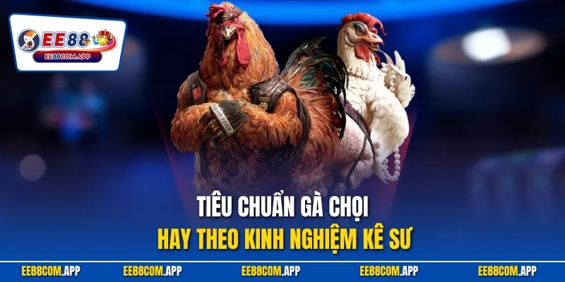 Tiêu chuẩn gà chọi hay theo kinh nghiệm kê sư